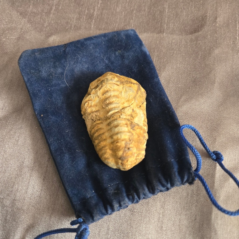 Authentic Trilobite Fossil Specimen Natural Paleozoic Arthropod Tan Brown 2.25"‎